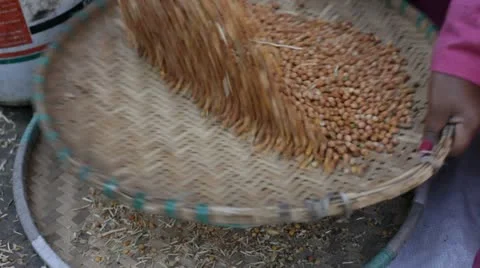 Peas. Cart. Video stock 10837307