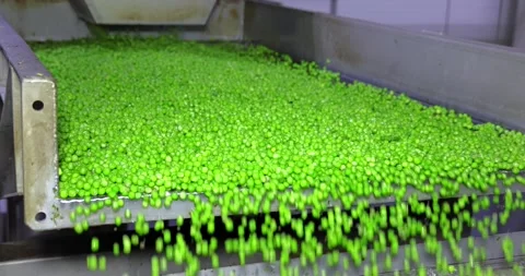 Peas on a conveyor in food processing plant, slow motion Stock Footage 202591605