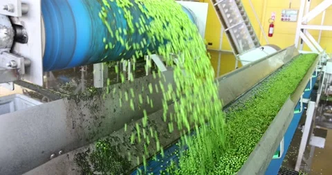 Peas on a conveyor in food processing plant Stock Footage 217944682