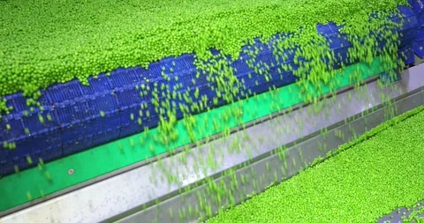 Peas on a conveyor in food processing plant Stock Footage 267756803