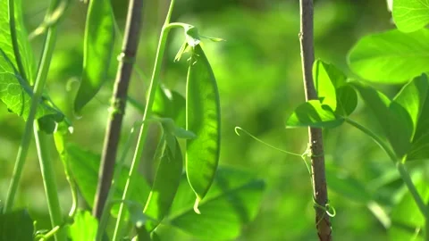 Peas in the farm Stock Footage 133092259