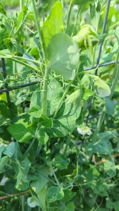 Peas on a fence Stock Footage 300878167