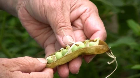 Peas 스톡 동영상 7751463