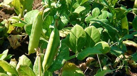 Peas Stock-Footage 35251015