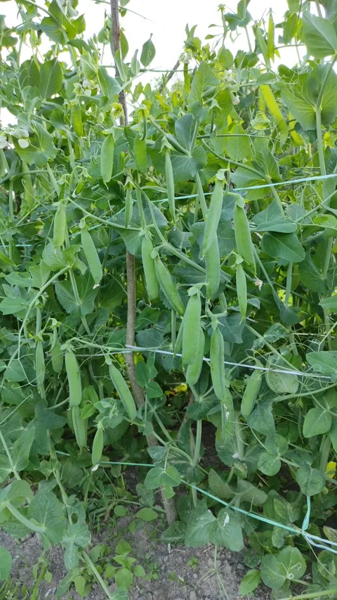 Peas in a garden bed 2 库存影片 341041547