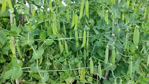 Peas in a garden bed 3 Vidéo 341041353