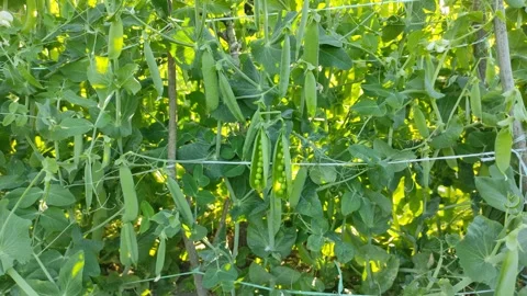 Peas in a garden bed 4 動画素材 341041203