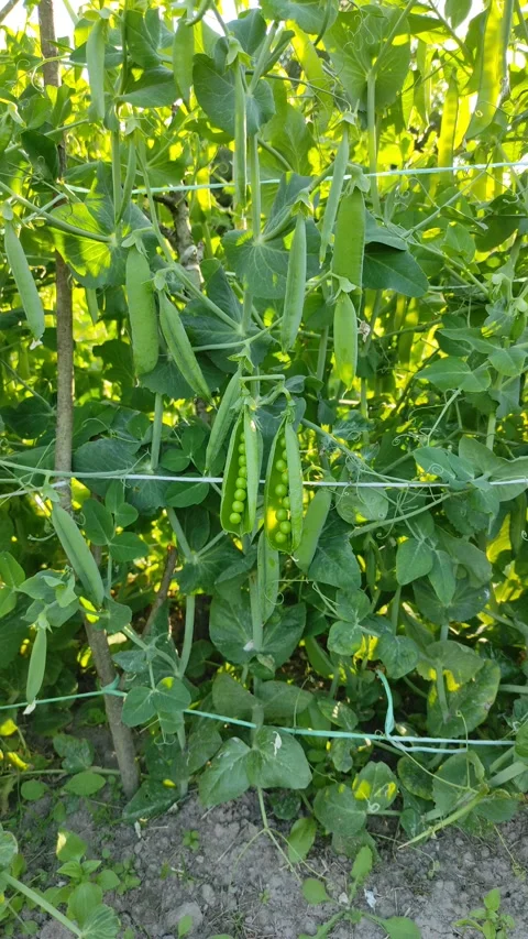 Peas in a garden bed Видео 341041461
