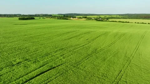 Peas Green field, Aerial Drone Footage Flying Over. 스톡 동영상 201340468
