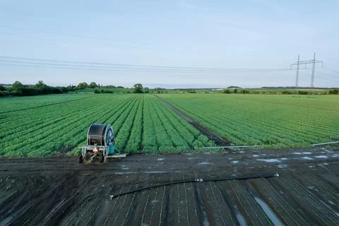 Peas grow in the field in even rows, watering the field, protection against Stock Photos