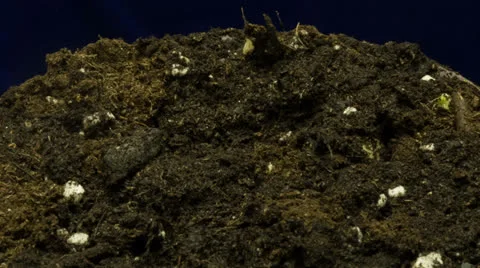 Peas growing! Vídeo Stock 24095678