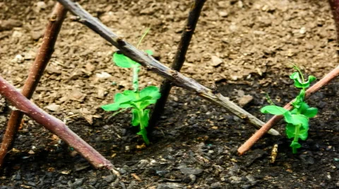 Peas growing in the vegetable garden Stock Footage 55485162