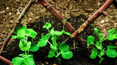 Peas growing in the vegetable garden Stock Footage 55487655