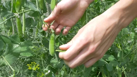 Peas harvesting close-up Stock Footage 91647133