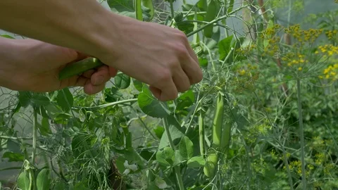 Peas harvesting close-up Stock Footage 91647191