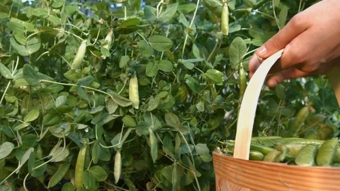 A Peas harvesting. Stock Footage 79969003
