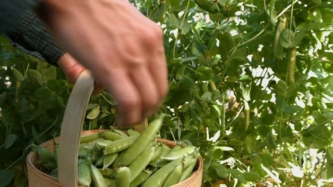 A Peas harvesting. Vidéo 79969180