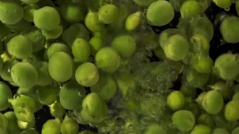 Peas immersed in water Vidéo 127593506