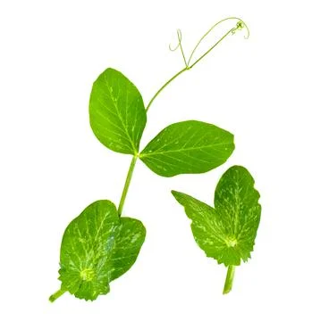 Peas Leaf Isolated on White Background Foto stock