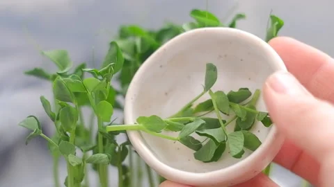 Peas micro-greens on a small plate , close up Stock Footage 182093776