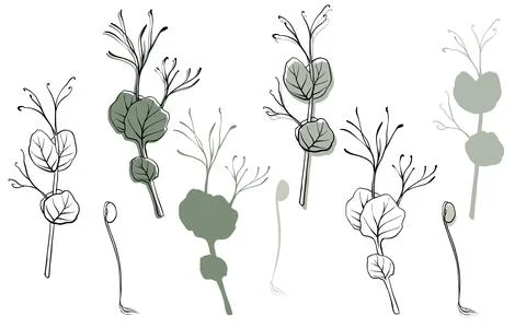 Peas microgreens vector hand drawn illustration. Contour and green plant Stock Illustration