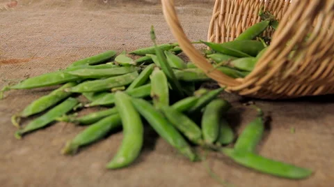 Peas on the old burlap.  Stock Footage 61215388