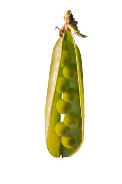 Peas Stock Photos