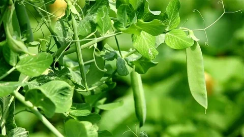 Peas plant closeup Stock Footage 69102183
