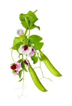 Peas plant Stock Photos