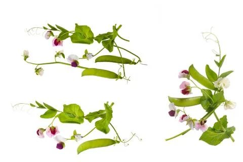 Peas plants Stock Photos