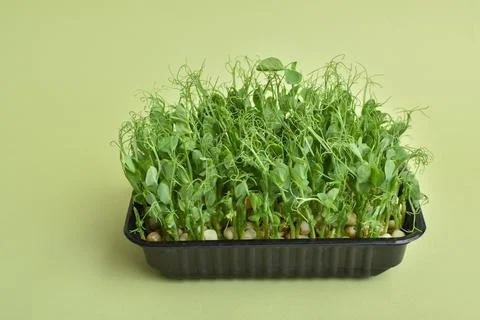 Peas in a plastic container on a green background. Cultivation of micro green Stock Photos