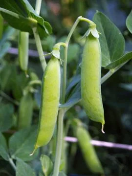 Peas pod Stock Photos