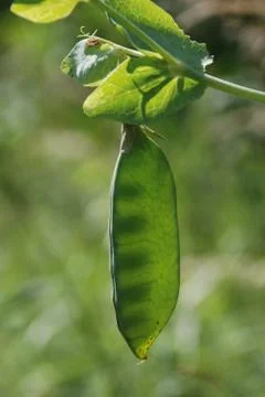 Peas in a Pod Stock Photos