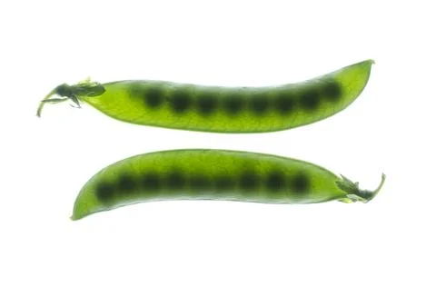 Peas in pods backlight Stock Photos