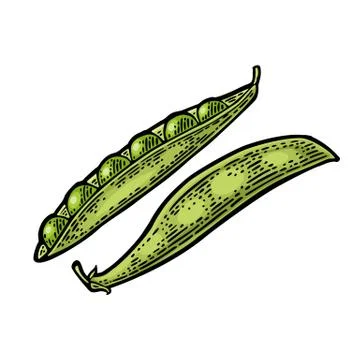 Peas pods - close and open. Vector black vintage engraved Illustrazione stock