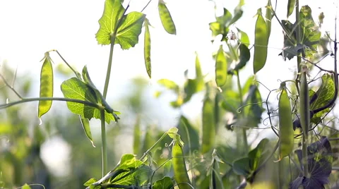 Peas in the sun. Stock Footage 67583418