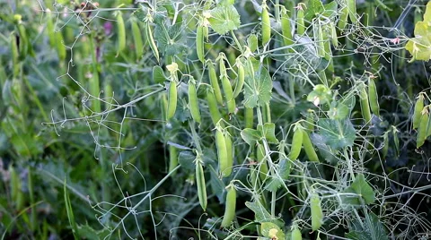 Peas in the sun Stock Footage 67583430