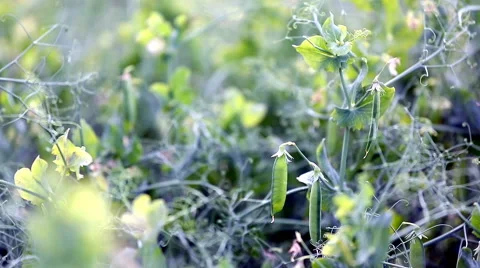 Peas in the sun. Stock Footage 67653768