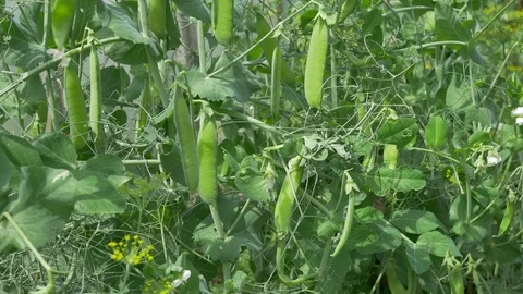 Peas swing on a light summer wind. Crop. Stock Footage 91647162