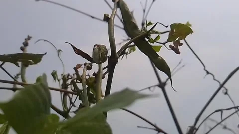 Peas in the tree Stock Footage 303953287