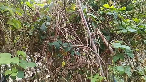 Peas tree in the garden Stock Footage 304098058