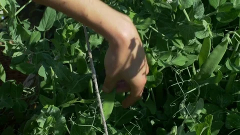 Peas in the vegetable garden Stock Footage 76789573