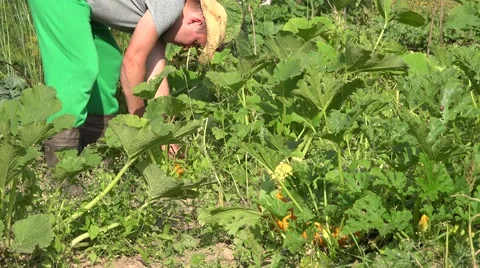 Peasant carry zucchini Stock Footage 58595352