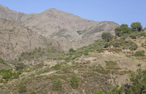 Peasant going to work to his mountain orchard. Las Hurdes Region, Spain Stock Photos