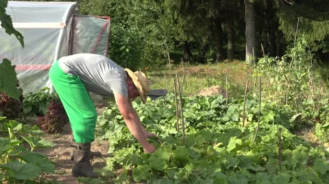Peasant harvest cucumbers Stock Footage 58955885