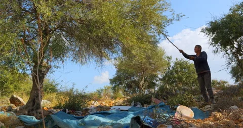 A peasant man knocks down ripe olives with a long stick, and the olives fall on Stock Footage 222453739