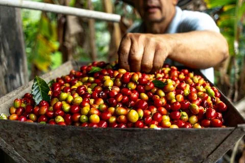 Peasant man presenting a container with red and yellow Colombian beans grow.. Stock Photos