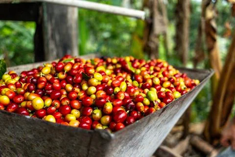 Peasant man presenting a container with red and yellow Colombian beans grow.. Stock Photos