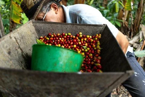 Peasant man presenting a container with red and yellow Colombian beans grow.. Stock Photos