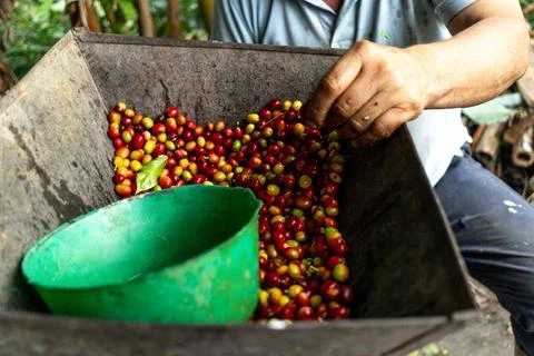 Peasant man presenting a container with red and yellow Colombian beans grow.. Stock Photos